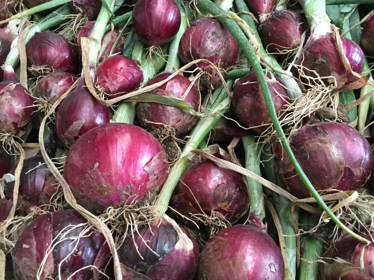 Red onions 