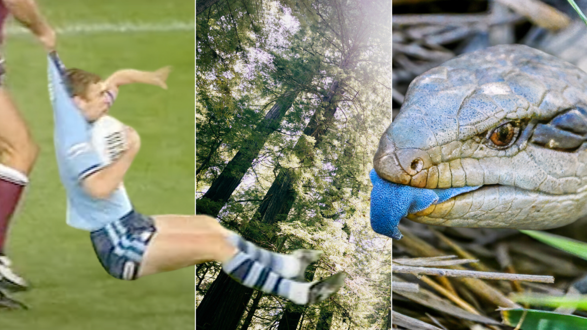 NRL player, redwood trees, blue-tongued lizard