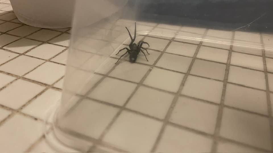 White-tail spider under glass