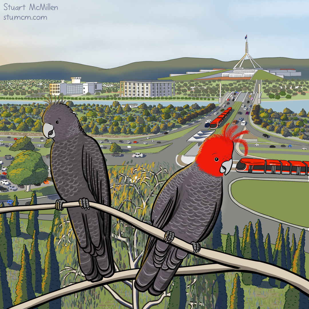 Cartoon of two birds perched in a tree with Canberra's Parliament House in the background.