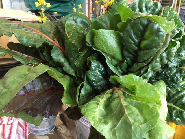 A bucket of silverbeet and Swiss chard.