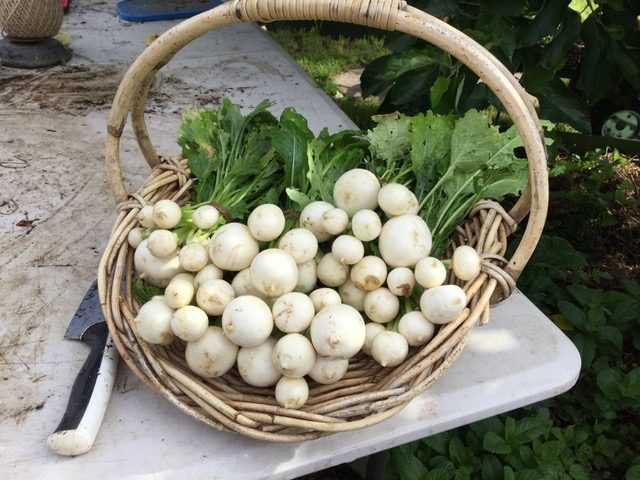 Asian turnips, cleaned and trimmed.