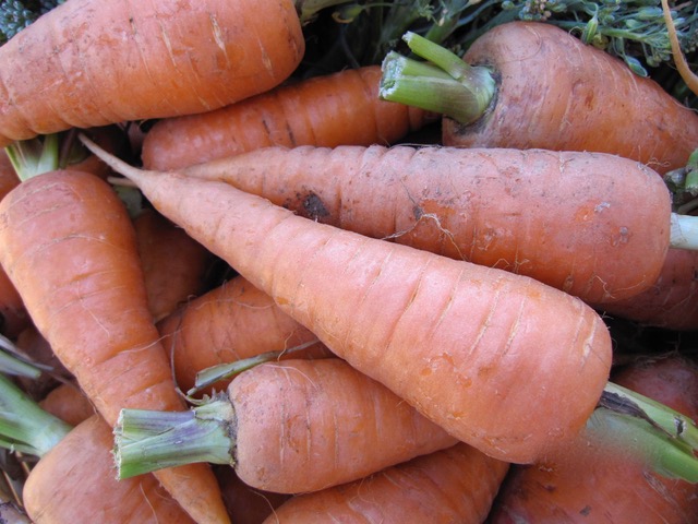 Harvested and trimmed carrots