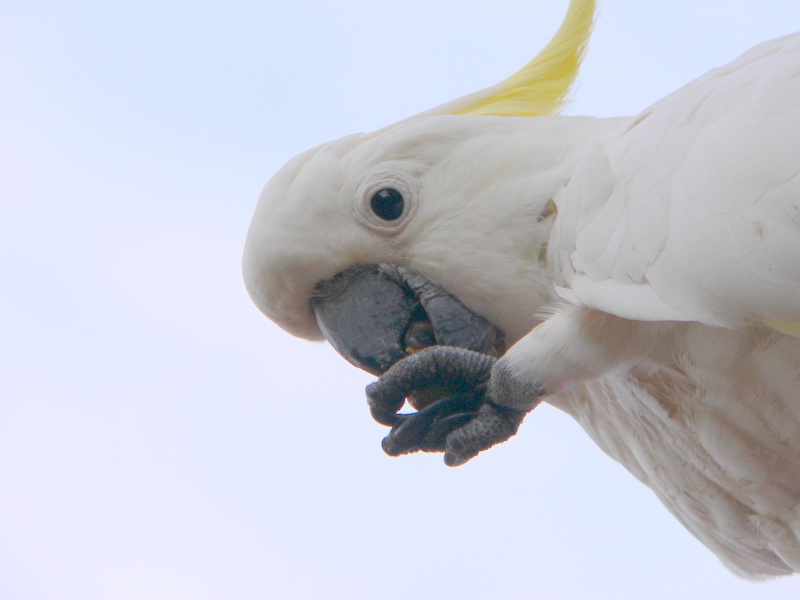 Nearly all Sulphur-crested Cockatoos are left-handed.