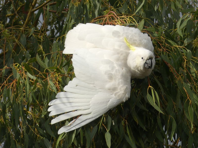 Sulphur-crested Cockatoo bathing in the rain.