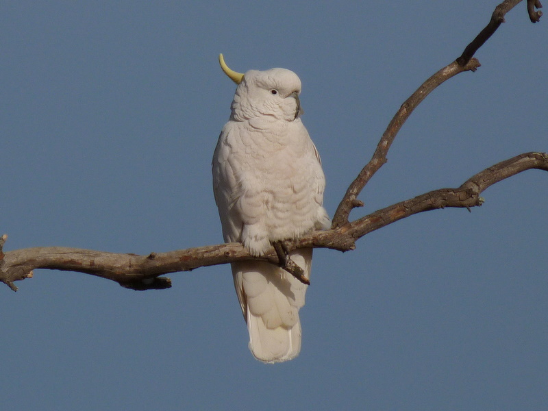 When a Sulphur-crested Cockatoo flock is feeding there are usually a couple of birds perched as lookouts for danger.
