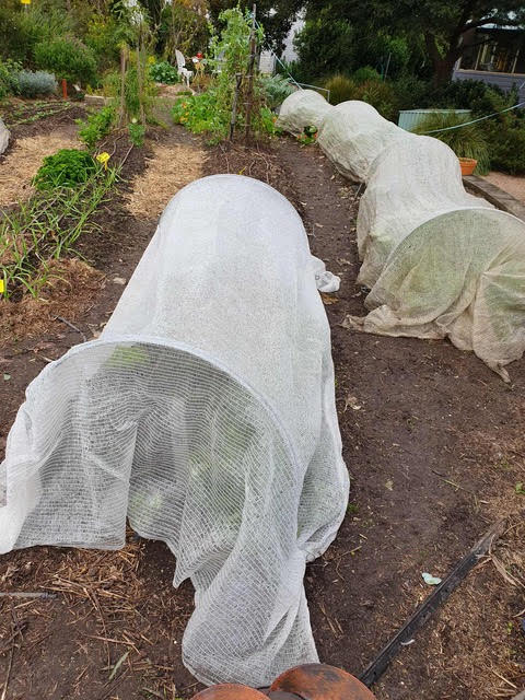 Frost protection for the garden