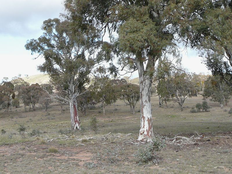 Blakely's Red Gums in woodland in the north of the ACT.