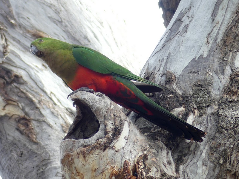 Female King Parrot at a nesting hollow in an ancient Blakely's Red Gum, Mulligans Flat Nature Reserve.