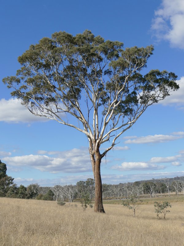 Old Yellow Box, Mulligans Flat Nature Reserve.