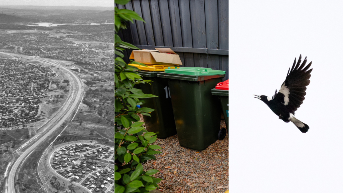 Canberra road, bins, magpie