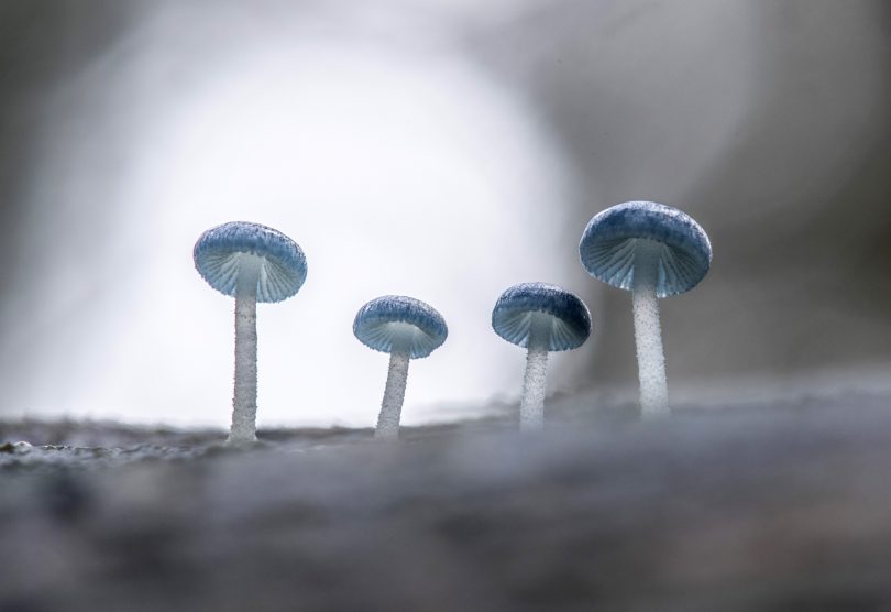 Blue mushrooms