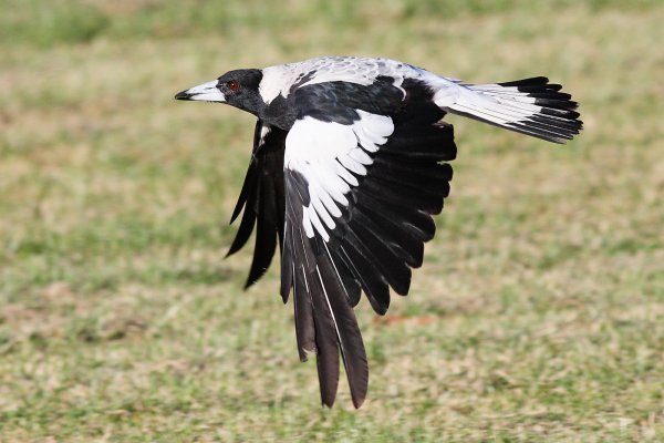 Magpie attacks to soar due to facemasks in 'swooping capital' Canberra