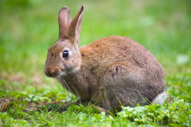 Shooters called in to control booming rabbit population