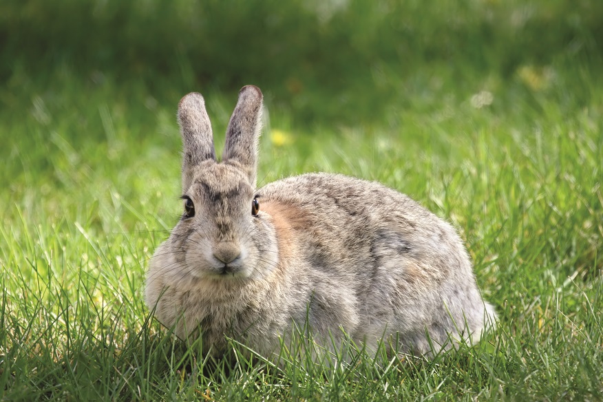 Suburban Land Agency has Gungahlin's rampant rabbits in sights