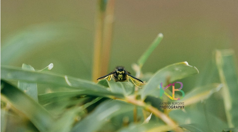 Wasps due to come out of hibernation for warmer months