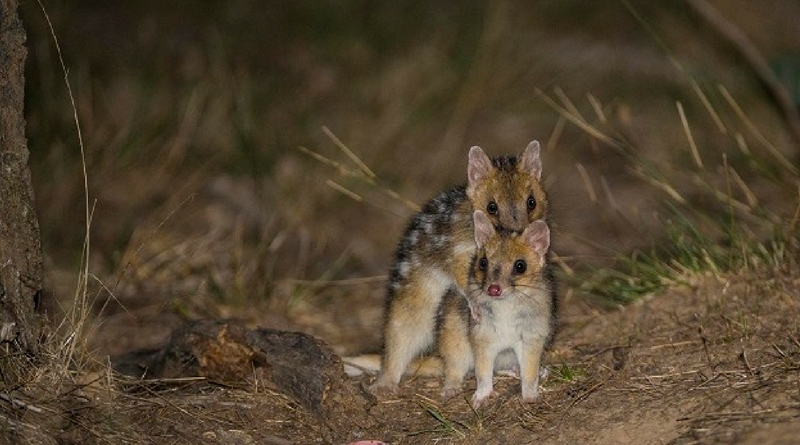 And den there was 50 – wild Eastern Quolls playing in Canberra