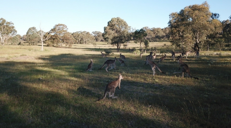 Conservation cull for 2018 announced