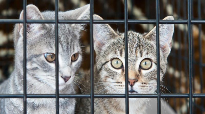 Cat containment areas expand to protect Canberra’s native wildlife