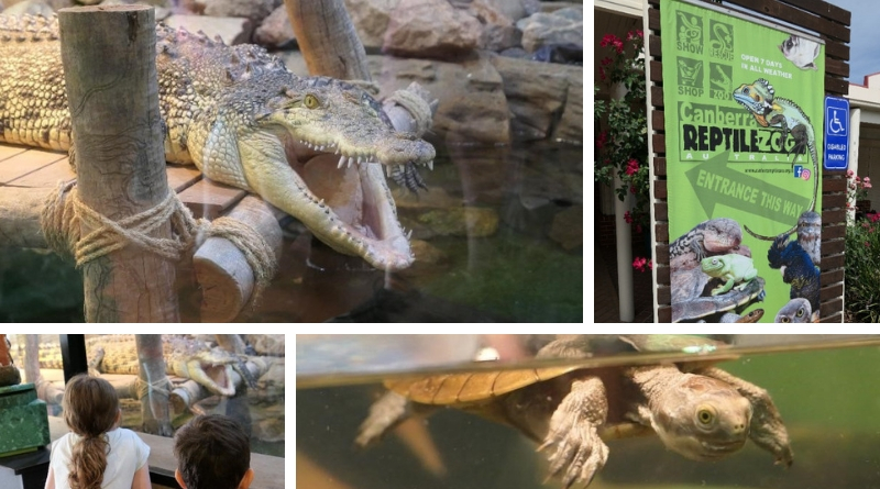 Getting up close and personal at the Canberra Reptile Zoo