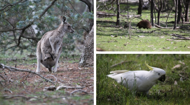 Goorooyarroo closed for rabbit and hare control