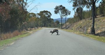 Why you're seeing more dead roos by the roadside this year - even after the biggest cull since 2019