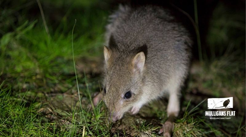 More room for local wildlife at Mulligans Flat Woodland Sanctuary