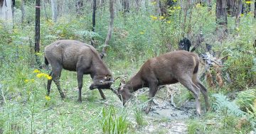 Canberra has 'nation-leading' efforts to stop wild deer overriding our streets, but fight's not over