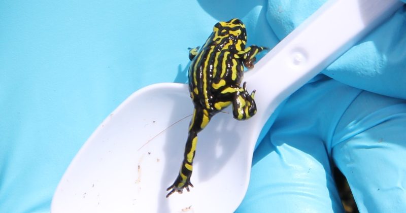 How a Hackett community jumped right in to help restore frog population