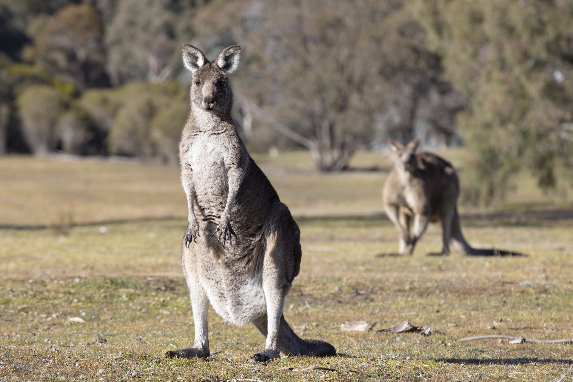 Where do kangaroos go when they die? And other facts about Canberra's conservation cull