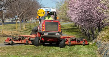 Cue the hay fever as lawn mowing season starts up in the ACT