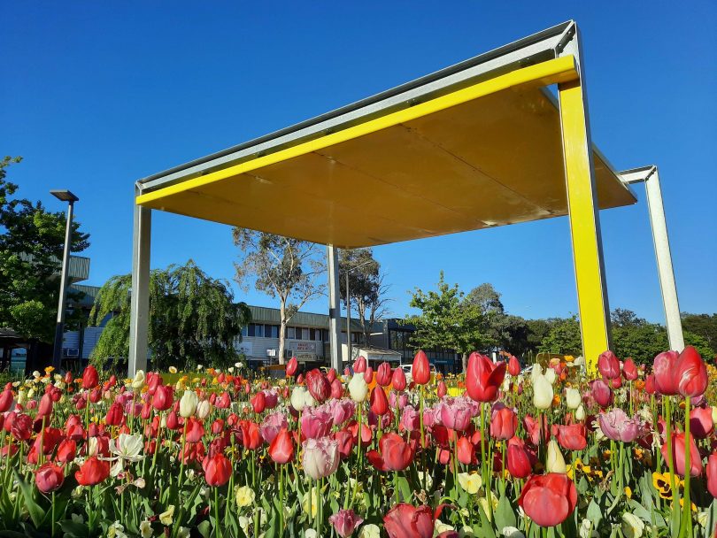 Floriade to bloom again in the suburbs, as well as Commonwealth Park