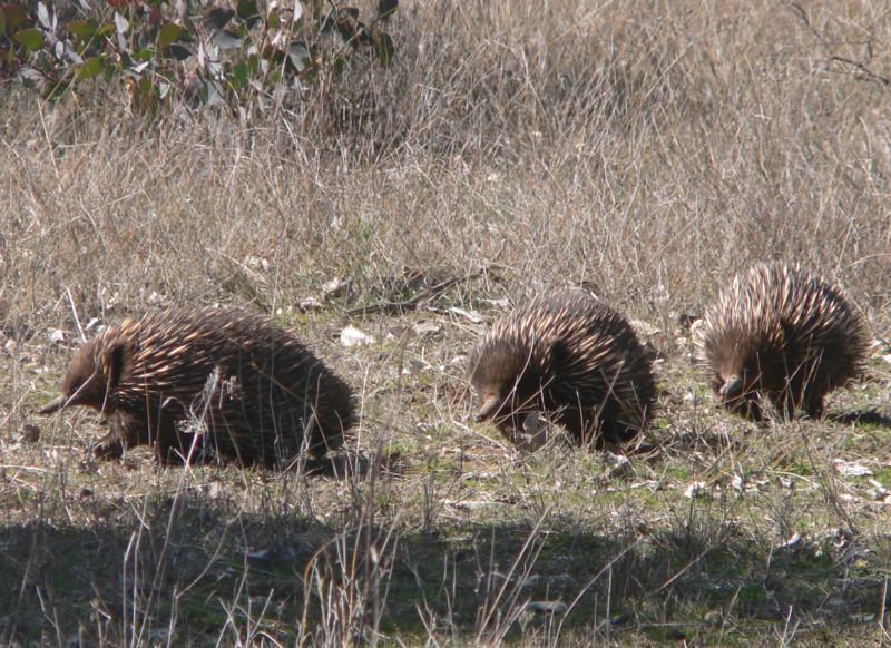 Echidna sex-trains point to firm population numbers in Gungahlin sanctuary