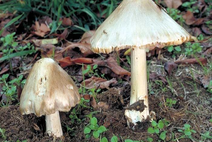 Ideal growing conditions spawn warning for death cap mushroom