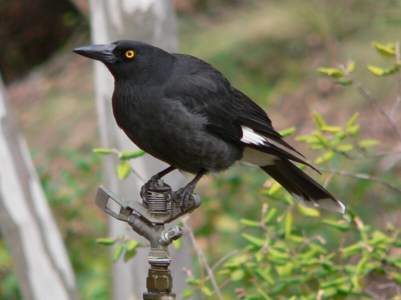 Are currawongs always in the wrong?