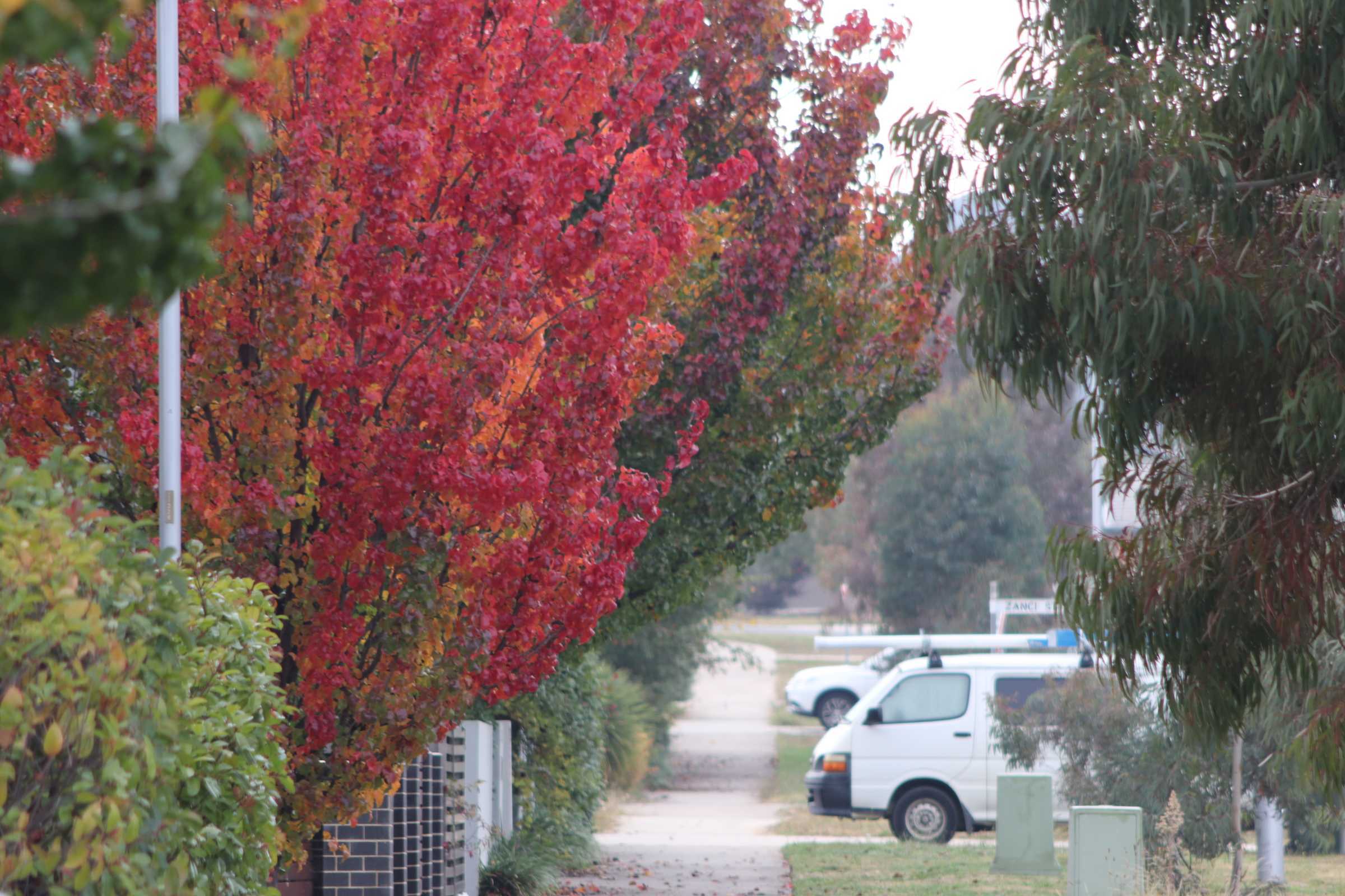 Street forestry program gives suburbs the chance to turn a new leaf