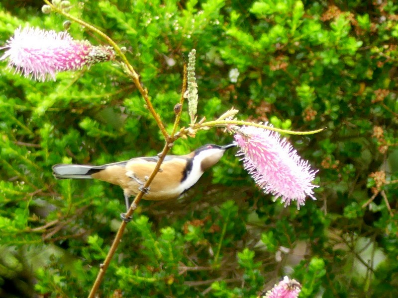 Speedy spinebills sip sweet nectar in Canberra gardens