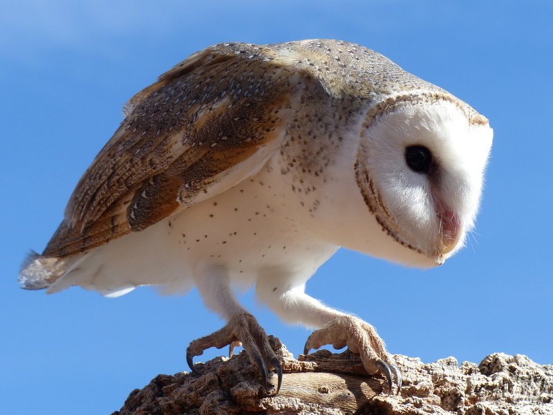 Wind-hovering kestrels, kites and barn owls are also magnificent mousers