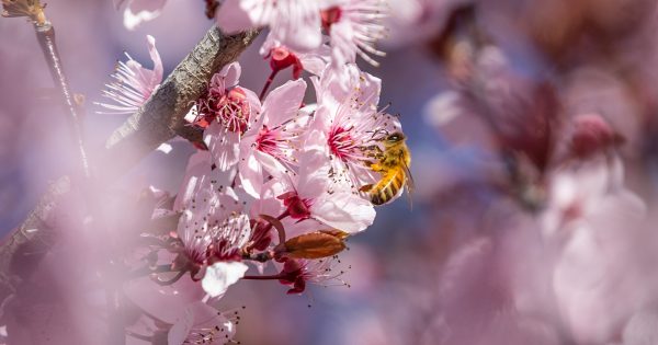 Last year broke the pollen record for Canberra, so how is a 'warmer, drier' season shaping up?