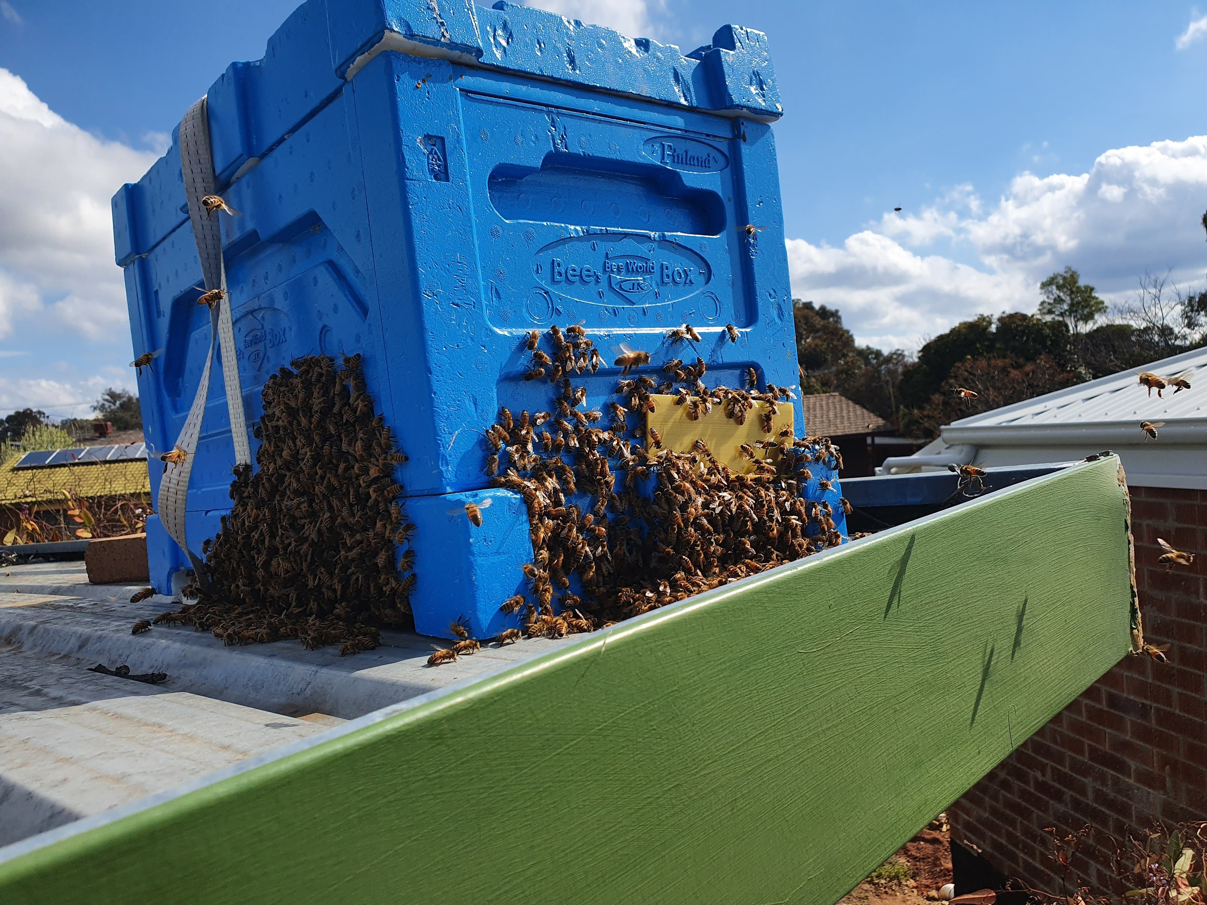When thousands of bees swarm all over Canberra, who you gonna call?