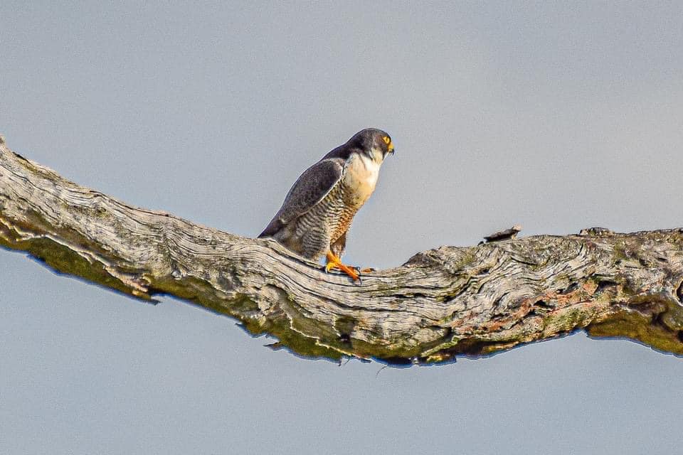 National Bird Week calling Canberrans to backyards to count their feathered friends