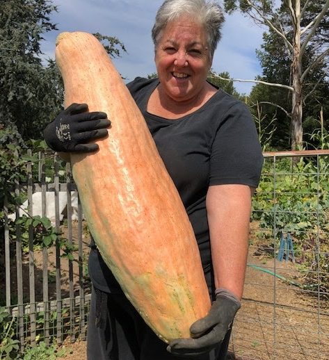 Notes from the kitchen garden: Summer is coming, so are pumpkins, melons and cucumbers