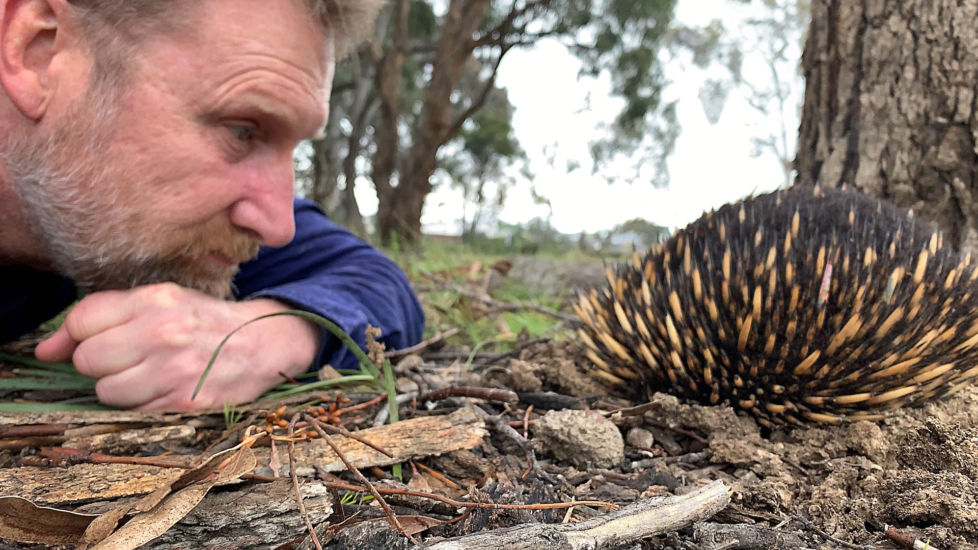 Wondering why there's a spike in interest in echidnas? Let's get straight to the point