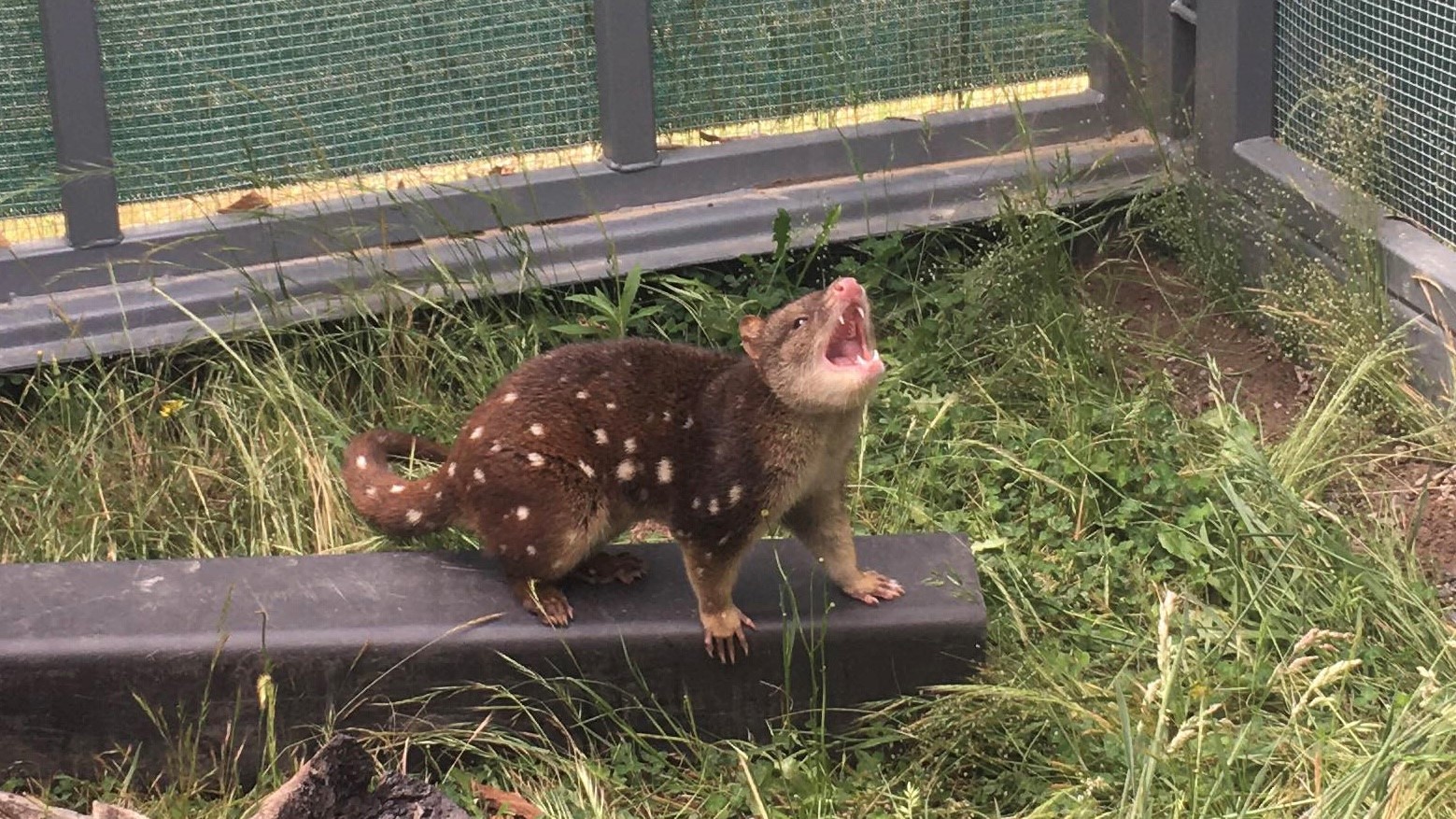 Who ya gonna quoll? The apex predator tasked with clearing out Mulligans unwanted guests