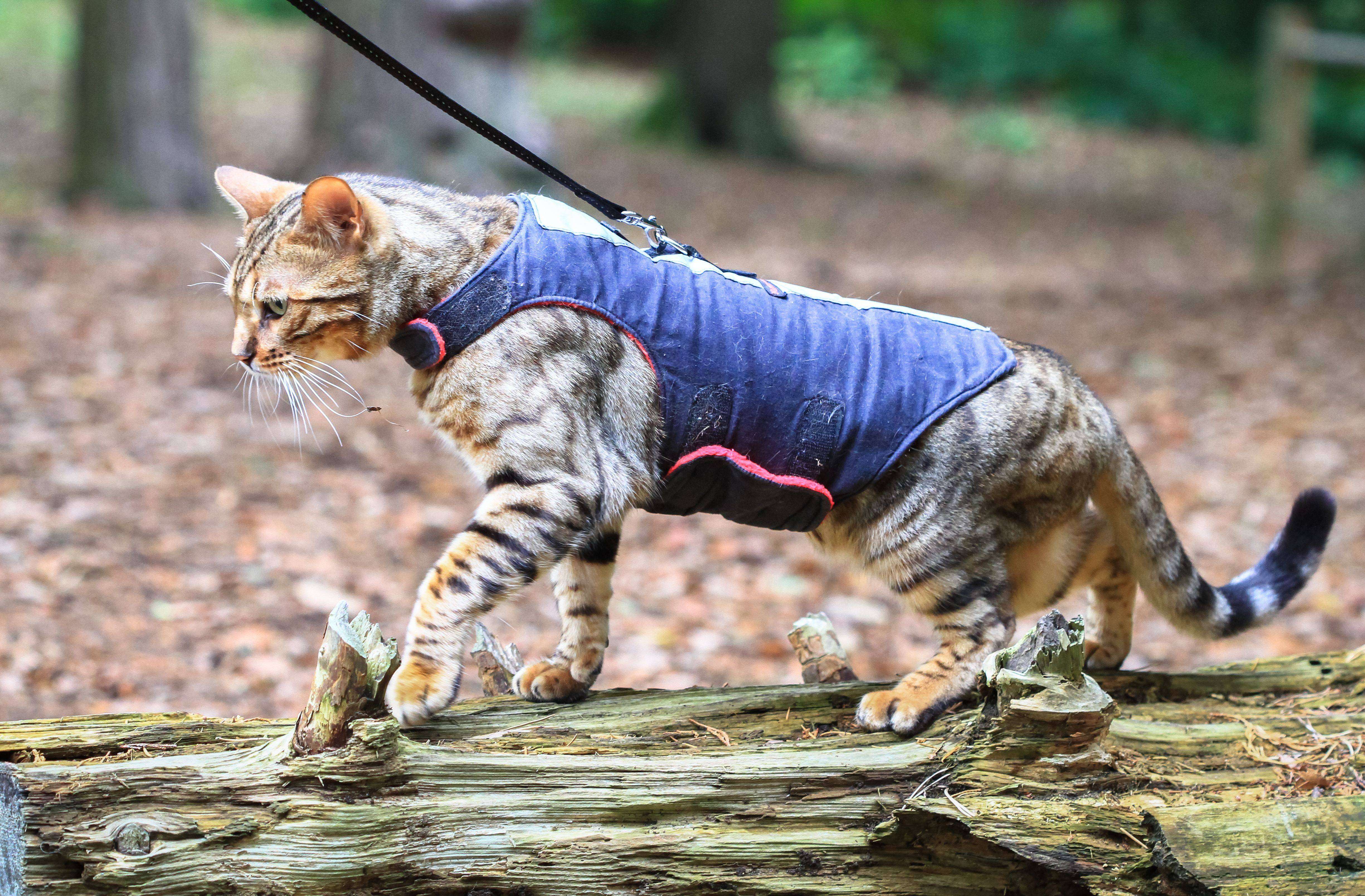 New laws allow walking feline friends in cat containment zones from July