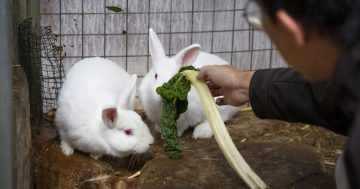 Rabbit deaths prompt urgent message from RSPCA
