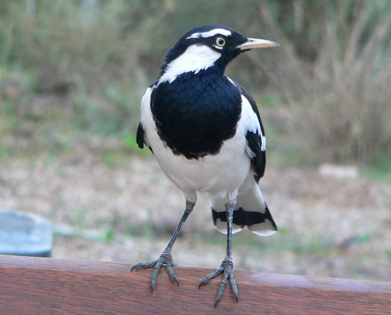 Magpie-larks are black and white marauders with plenty of attitude