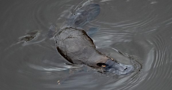 'They're shy and quick': how to spot a platypus in the wild