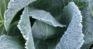 Notes from the kitchen garden: planning for warmer weather in a frosty season