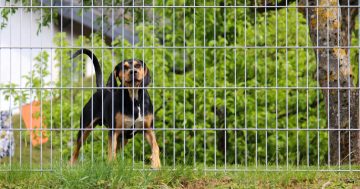 Got a barking dog next door driving you crazy? You're not the only one